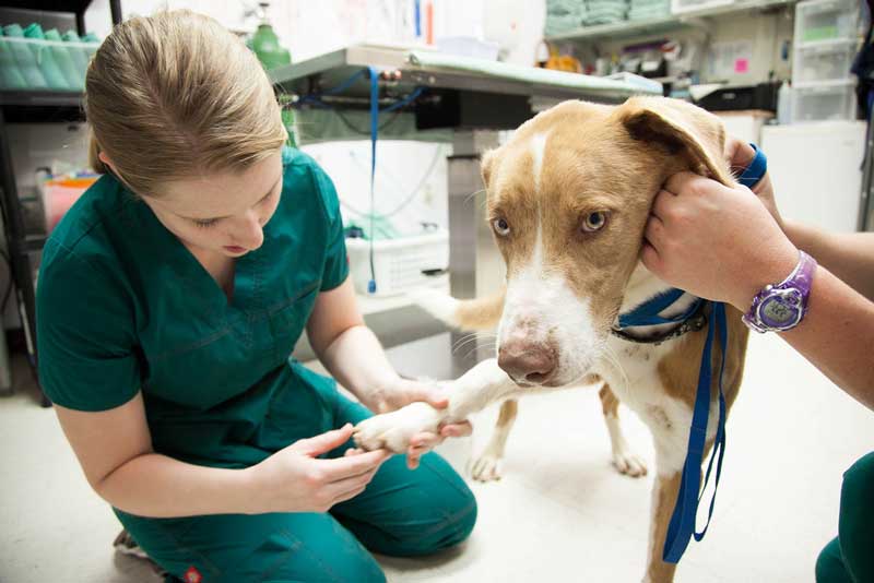 I Need to Be a Vet Tech